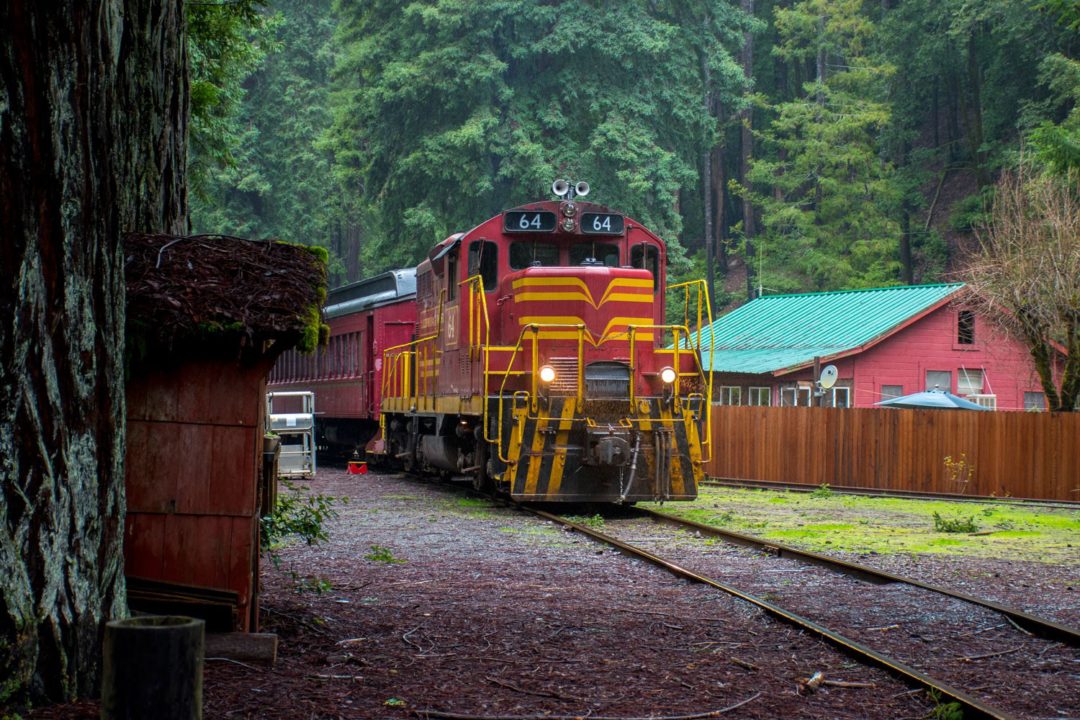 Wolf Tree Turn Skunk Train – Explorer Field Trips